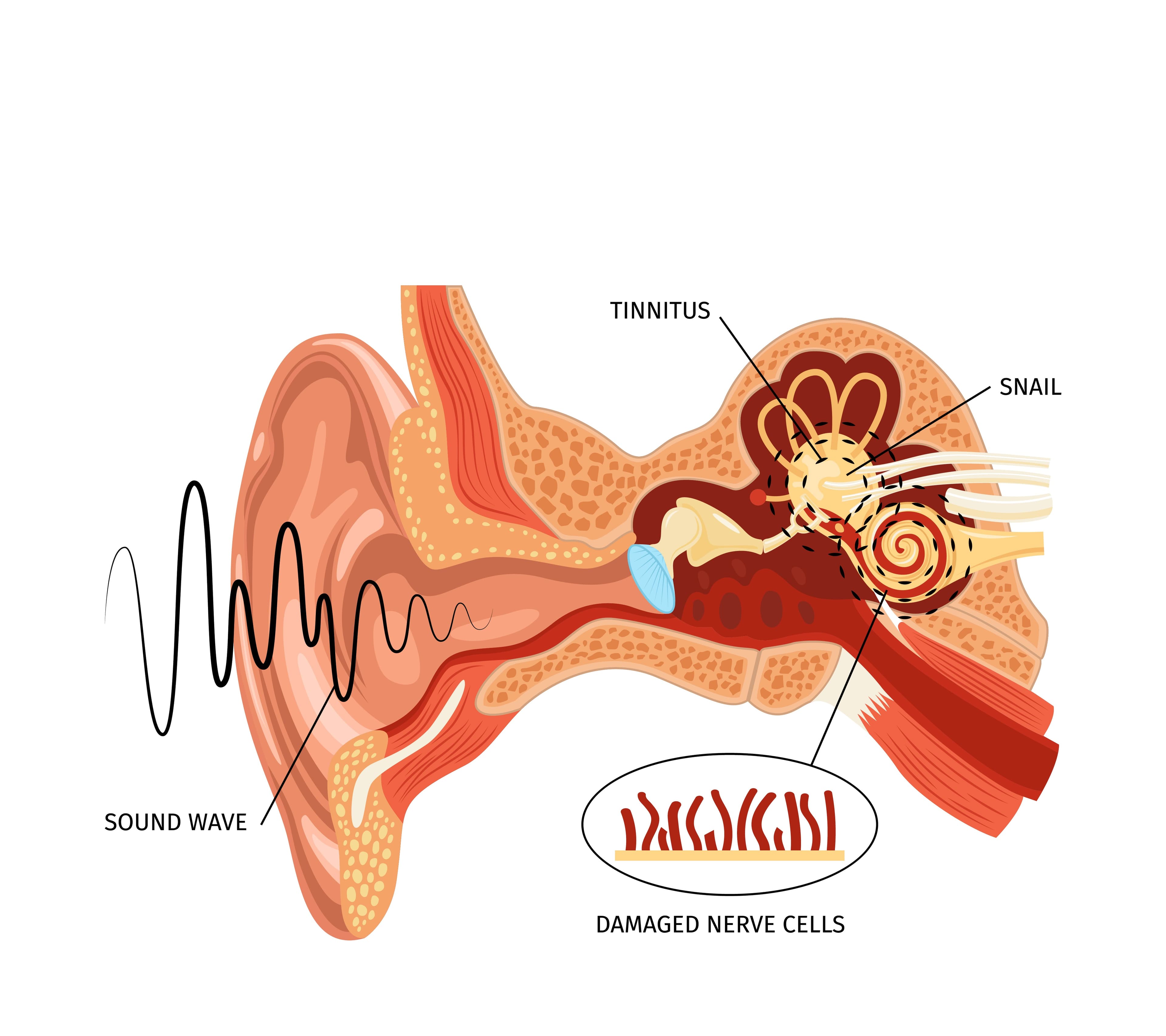 Ear Anatomy
